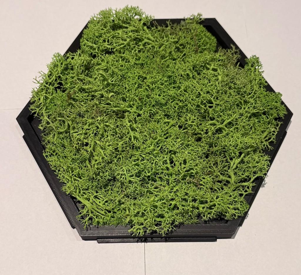 Bovenaanzicht: regelmatige hexagonale plaat met zwart laag frame en fijne ribstructuur, gevuld met levendig lichtgroen behouden rendiermos met vertakte textuur
